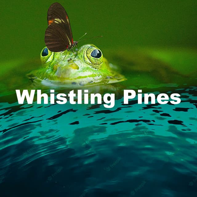 Whistling Pines - Birds In The Forest