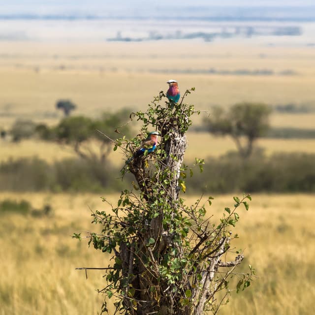 Savana e foresta - Giulia Tylor