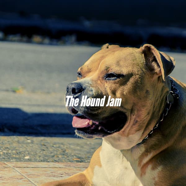 The Hound Jam - Dog Music Hour