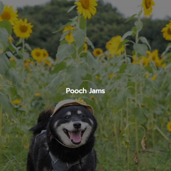 Pooch Jams - Playlist Musica para Estudiar