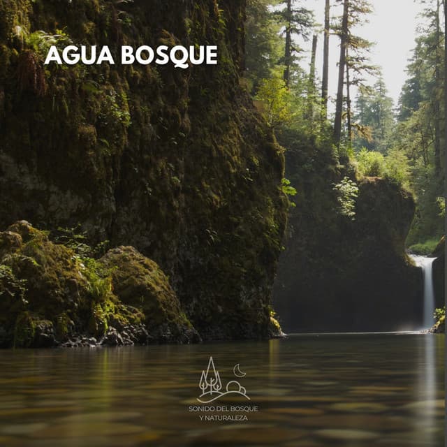 Agua Bosque - Sonido Del Bosque y Naturaleza