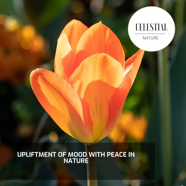 Upliftment of Mood With Peace in Nature - Nature Radiance
