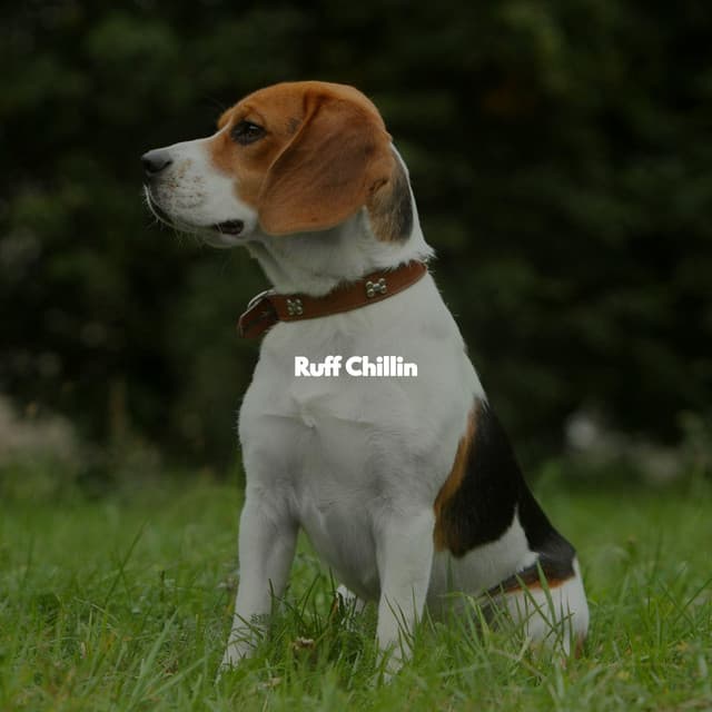 Ruff Chillin - Morning Calm Playlist