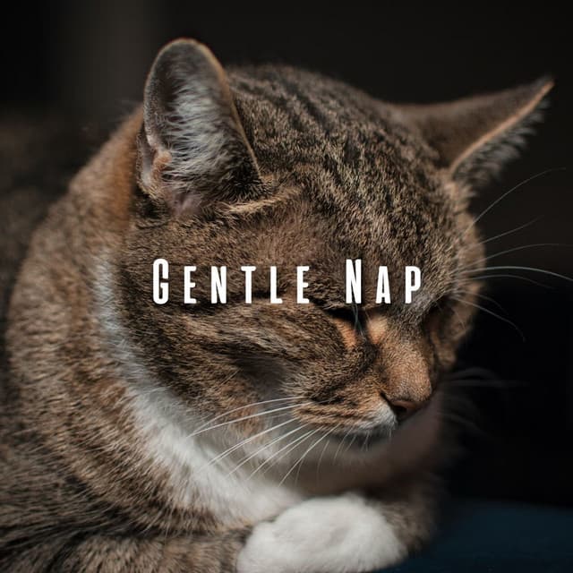 Gentle Nap: Cats' Ambient Music for Rest - Sleepy Cat