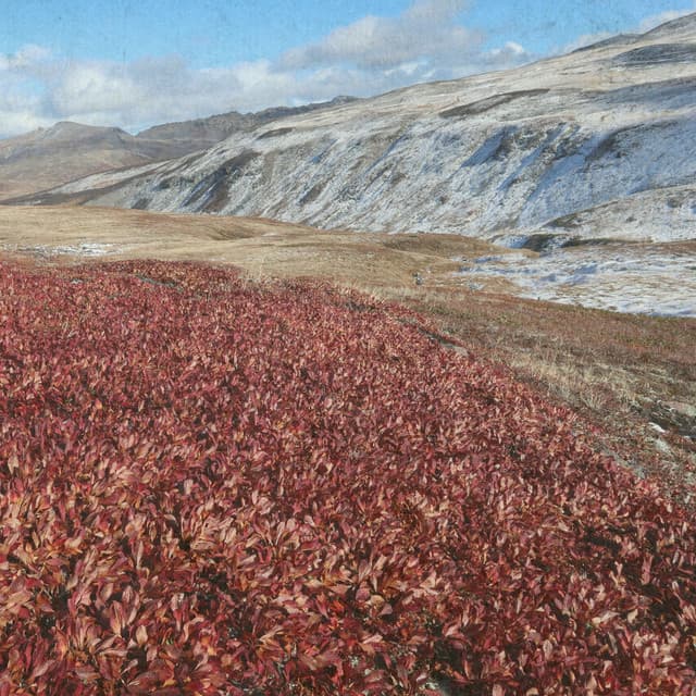 Whispers of Calm - Johann Sebastian Bach