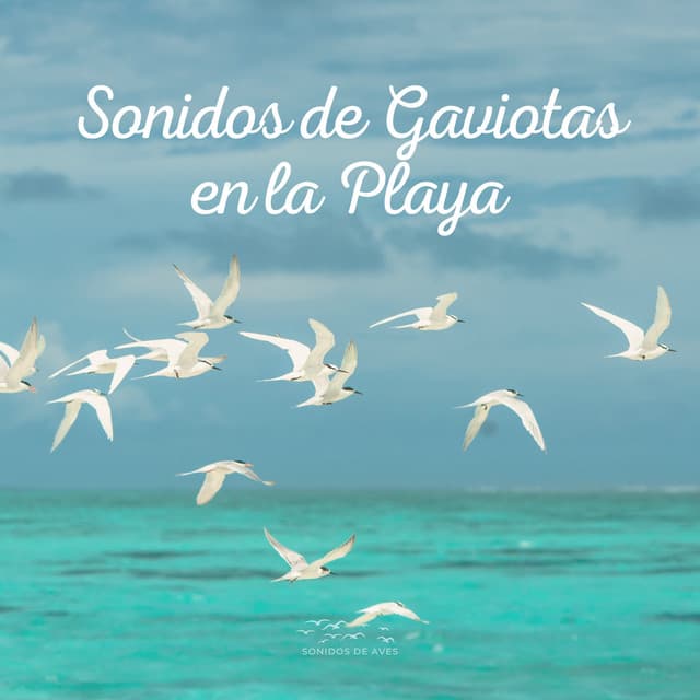 Sonidos de Gaviotas en la Playa - Sonidos De Aves