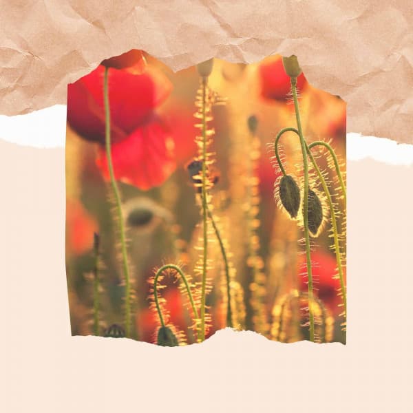 Background Music - Coffee Shop BGM