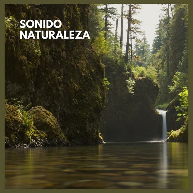 Sonido Naturaleza - Sonidos De La Selva