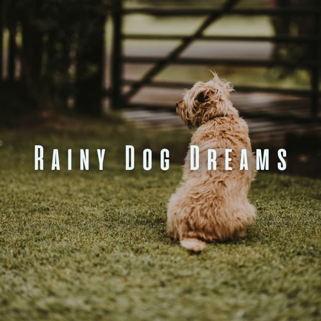 Rainy Dog Dreams: Ambient Sounds for Restful Sleep - Relaxing Rain Sounds