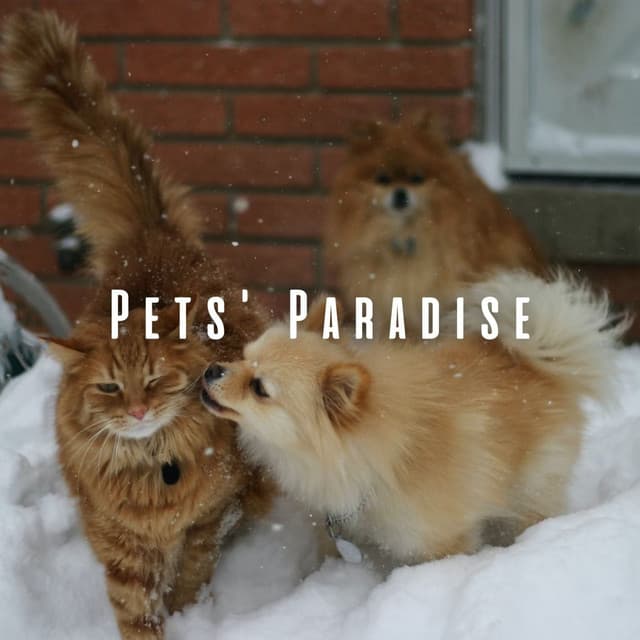 Pets' Paradise: Chill Music for Comfort - Feel Good Morning Music