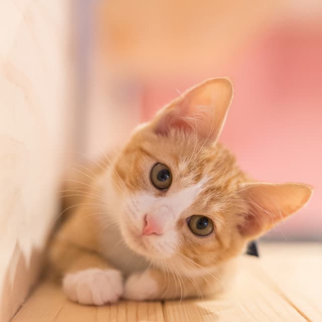 Catnap Melodies: Gentle Sounds for Cats - Thinking Music