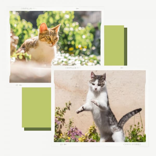 Backdrop for The Cutest Kitten - Cat Music Therapy