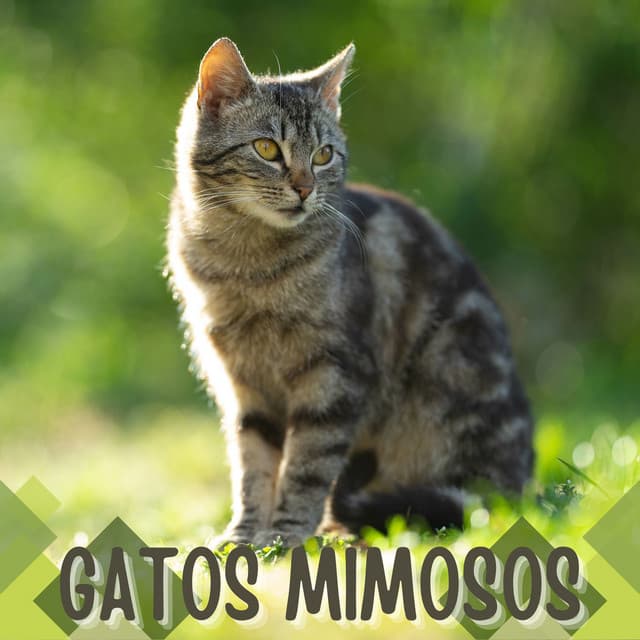 Gatos Mimosos: Música con Frecuencias Especiales para Que el Gato se Relaje - Muzica de Relaxare Star