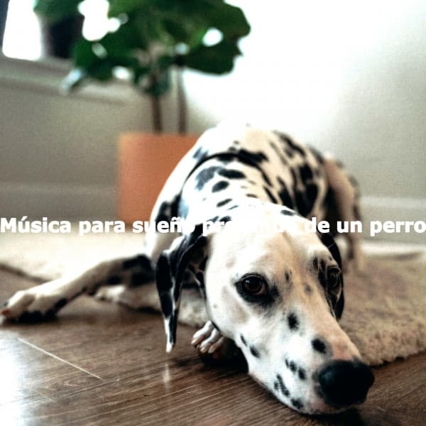 Música para sueño profundo de un perro - Bossa Nova Lounge