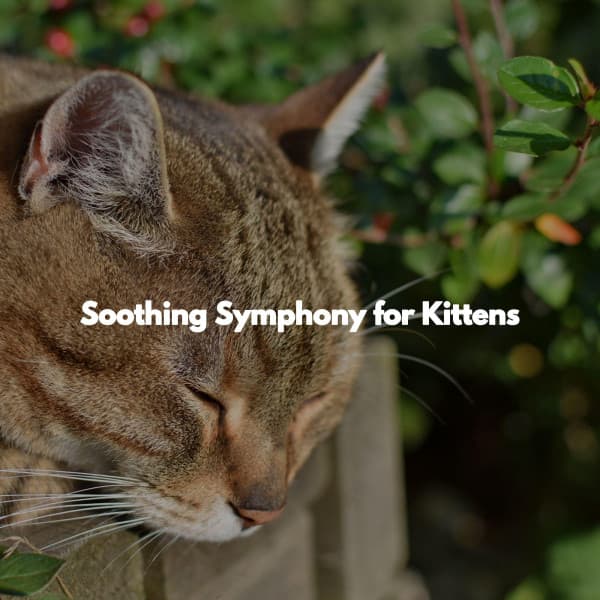 Soothing Symphony for Kittens - Detroit Jazz Group
