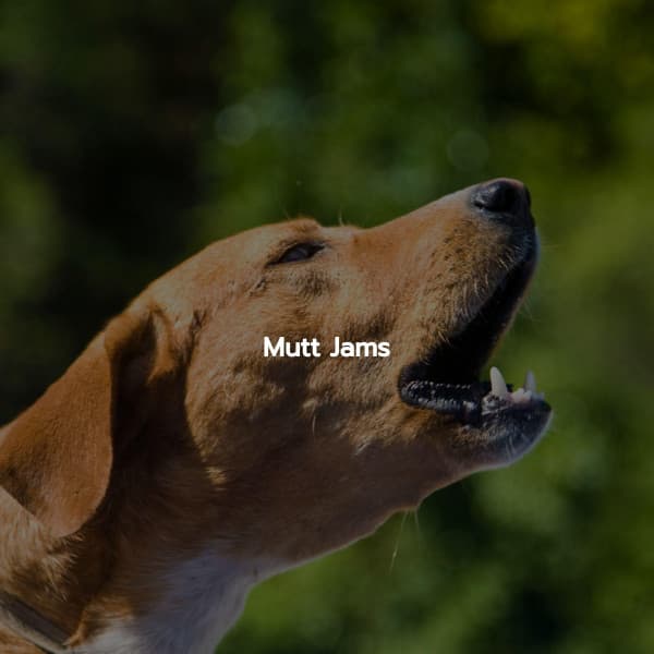 Mutt Jams - Playlist Musica para Estudiar