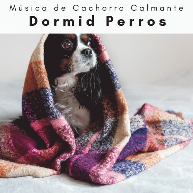 1 Dormid Perros - Música de Cachorro Calmante