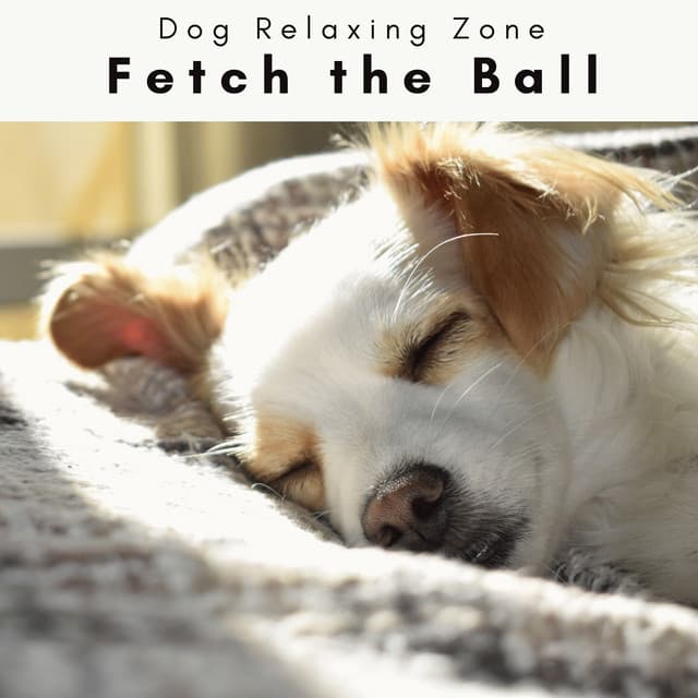 2 0 2 3 Fetch the Ball - Dog Relaxing Zone