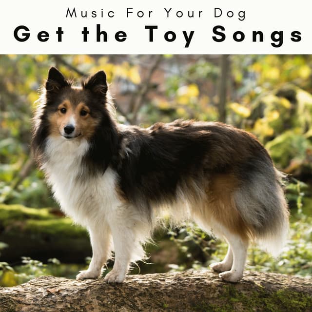 1 Get the Toy Songs - Music For Your Dog