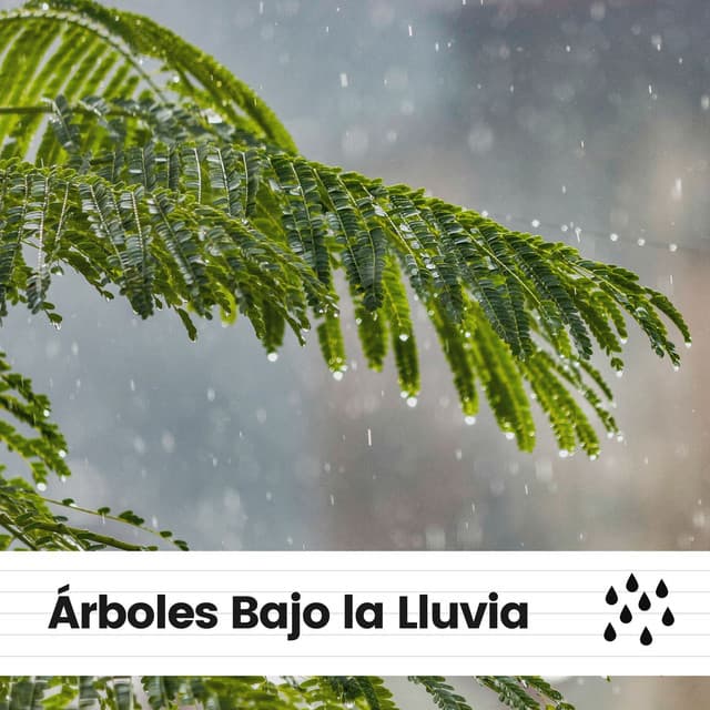 Árboles Bajo la Lluvia - Sonidos De Lluvia
