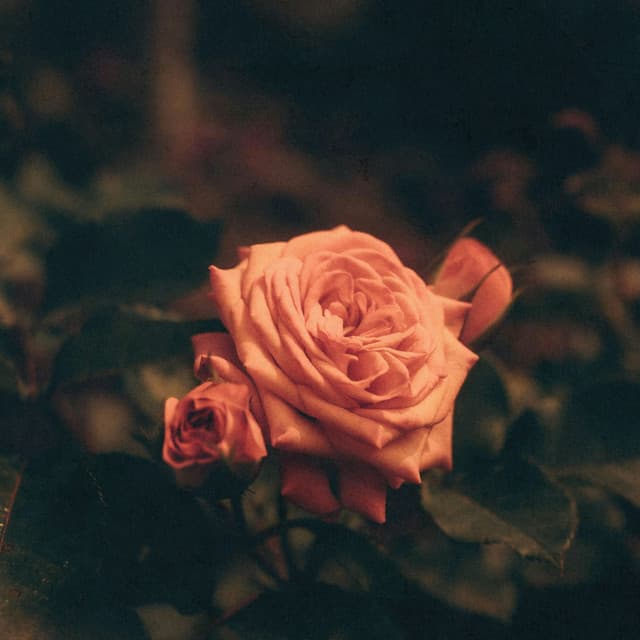 Love Classics - Johann Sebastian Bach