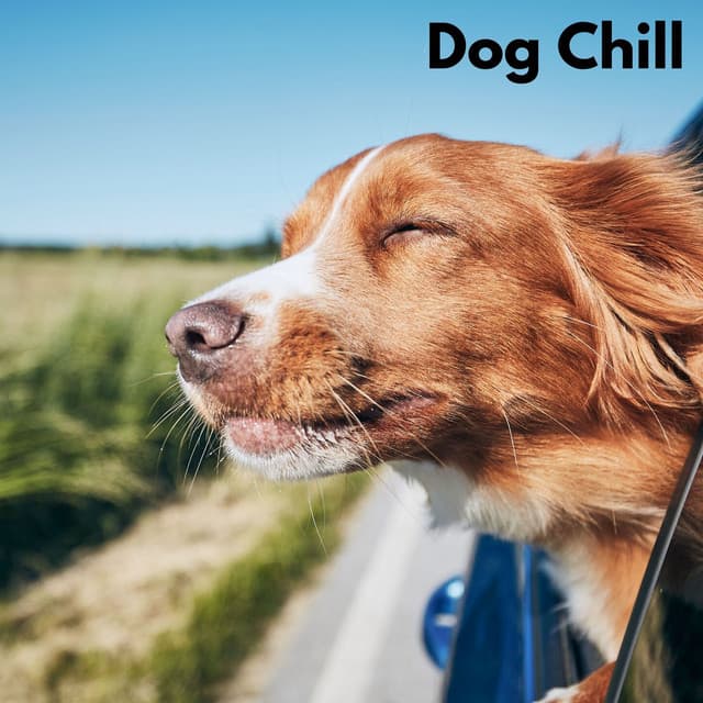 Dog Chill - Chiens relaxation profonde