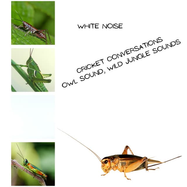 Cricket Conversations, Owl Sound, Wild Jungle Sounds, White Noise, Loopable - Epic Soundscapes