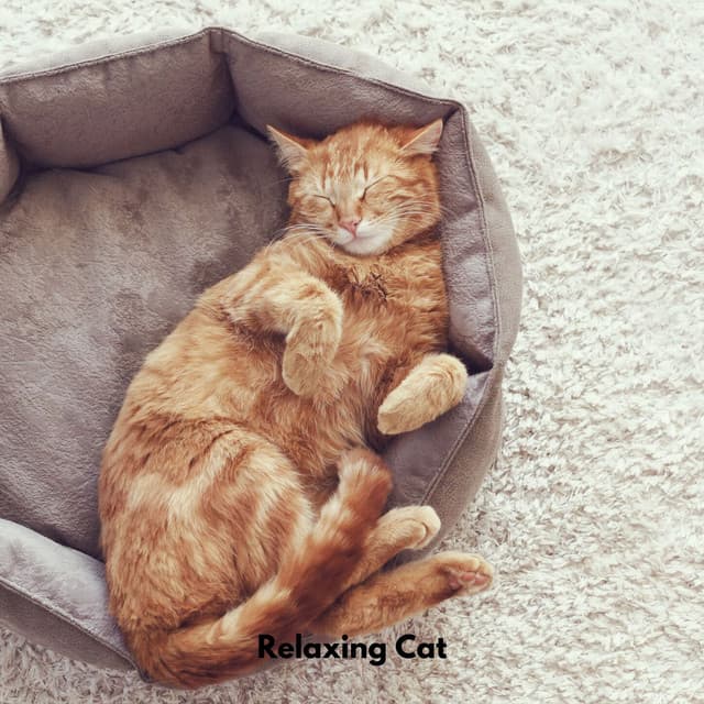 Calming Cat Music