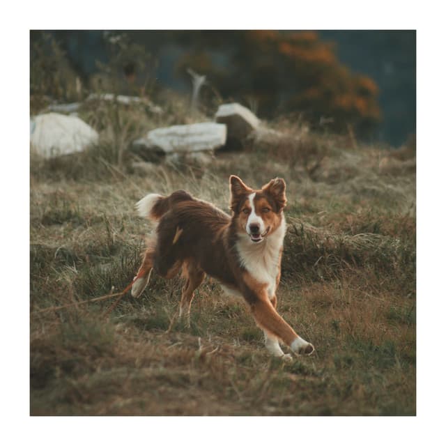 Soft Music for Your Friend - Dog Relaxing Zone