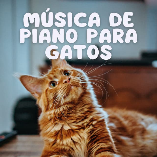 Música De Piano Para Gatos - Los jugadores del salón del piano