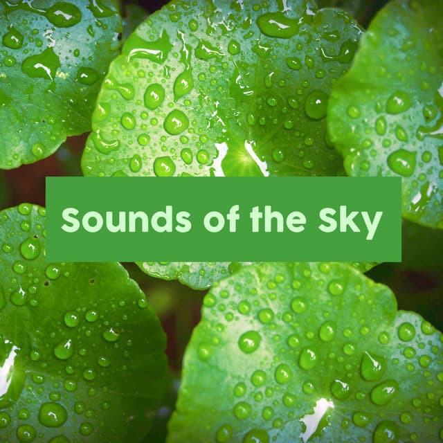 Sounds of the Sky - Forest FX