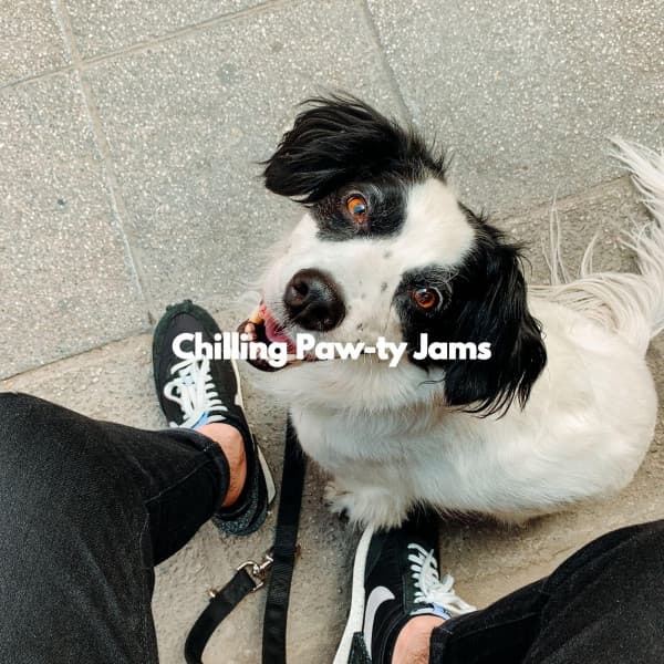 Chilling Paw-ty Jams - Alegre Trabajar desde Casa