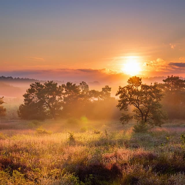 Relajación Pura: Música Armoniosa Para Descanso - Naturaleza Sonora