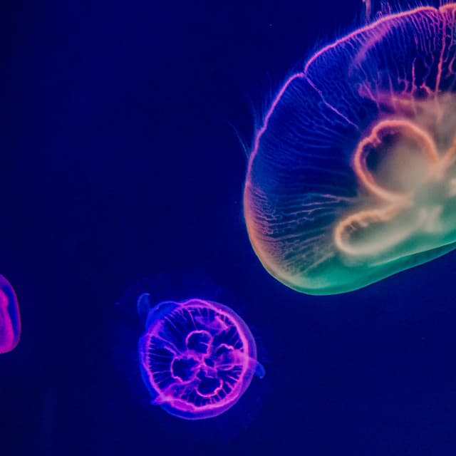 50 Ambient Water Songs: Abyss - Sea Waves Sounds