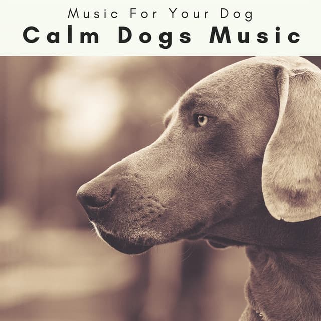 3 2 1 Calm Dogs Music - Music For Your Dog