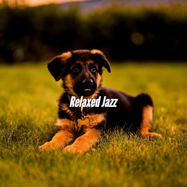 Relaxed Jazz - Relaxation Music For Dogs