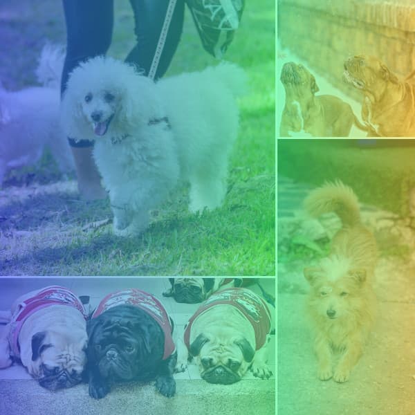 Trumpet Solo - Ambiance for Soothing Doggies - Pets Relax