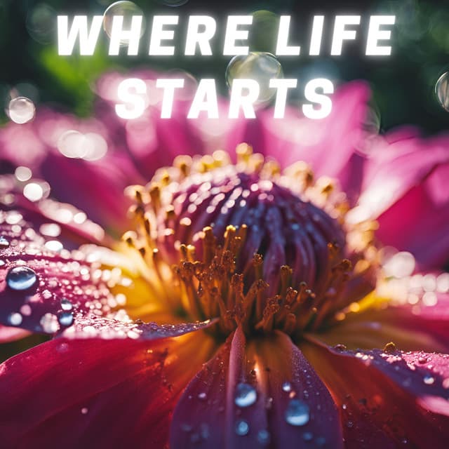 Where Life Starts - Chill Background Music for Relaxation