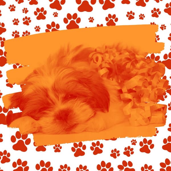 Classy Relaxing Dog Music