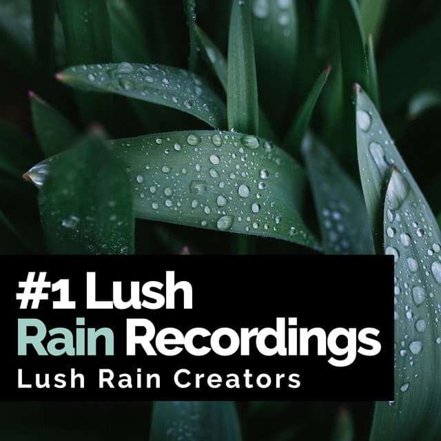 #1 Lush Rain Recordings - Lush Rain Creators
