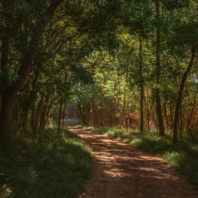 365 Nature Minded: Whispering Paths - Nature Sound Collection