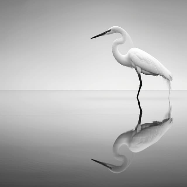 Melodías Binaurales Del Arroyo: Aves En La Armonía De La Naturaleza - 80 88 Hz - Sonidos De Agua