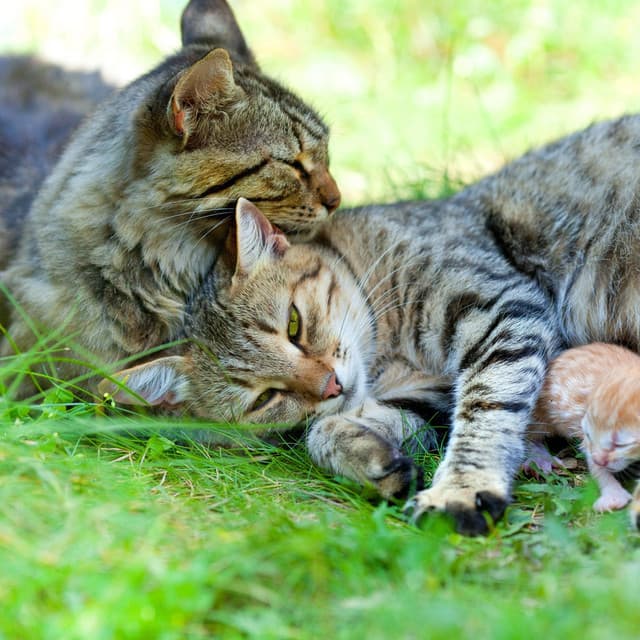 Cat's Rainy Day: Soft Nature Sounds for Cozy Felines - Let It Rain