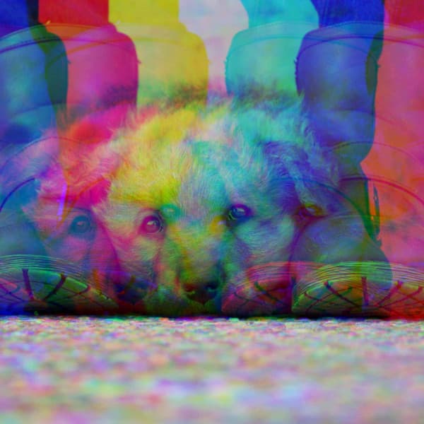 Backdrop for Doggy Nap Spaces - Alto Sax - Dog Anxiety Music