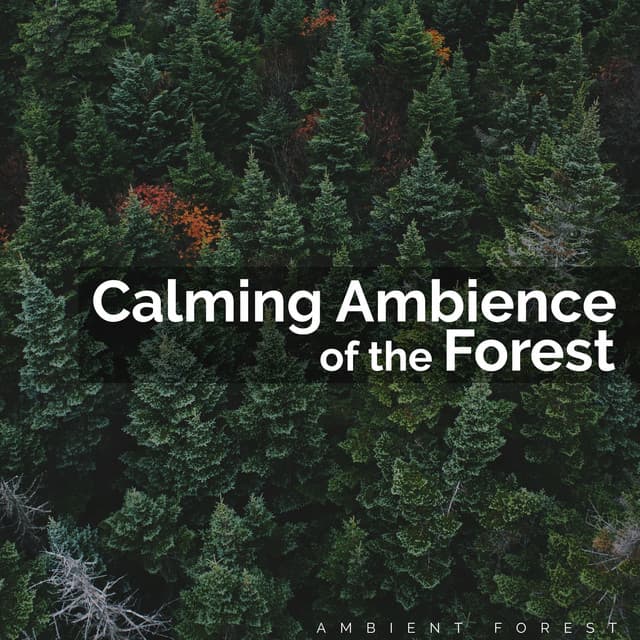 Calming Ambience of the Forest - Ambient Forest