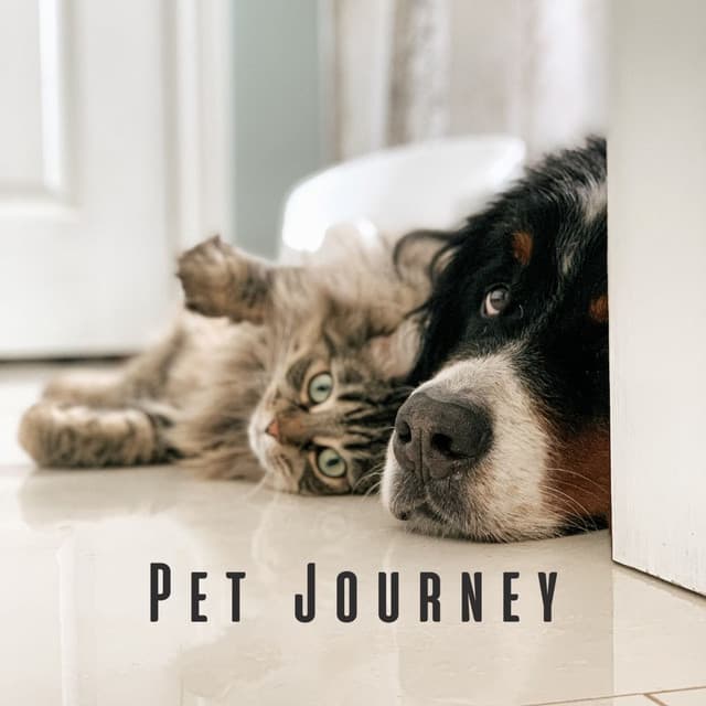 Pet Journey: Lofi Vibes and Ambient Sounds for Restful Pet Hours - Lofi Hip-Hop Beat