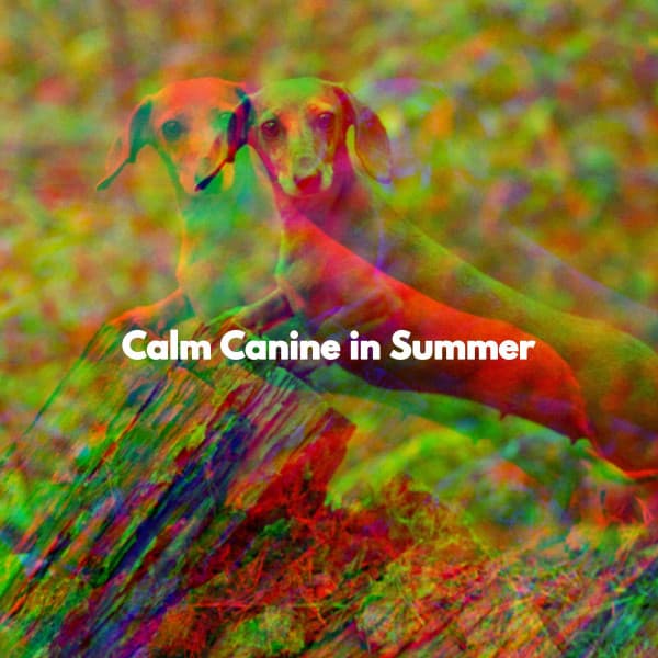 Calm Canine in Summer - Cleaning Music