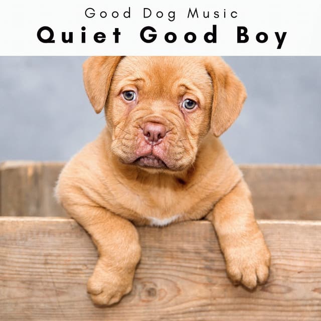 4 Dogs: Quiet Good Boy - Good Dog Music
