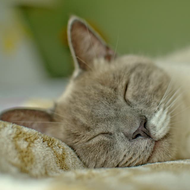 Piano Rain: Embrace in Cat's Dreamland - Wonderclouds