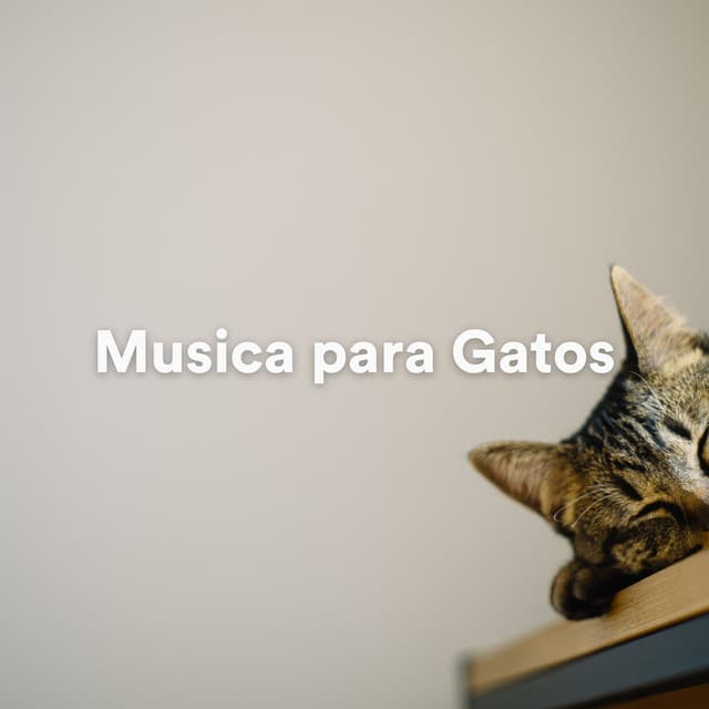 Música para dormir de gato